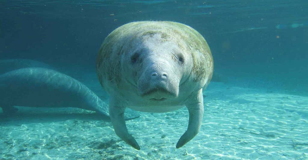 Un taux de reproduction très bas chez les dugongs