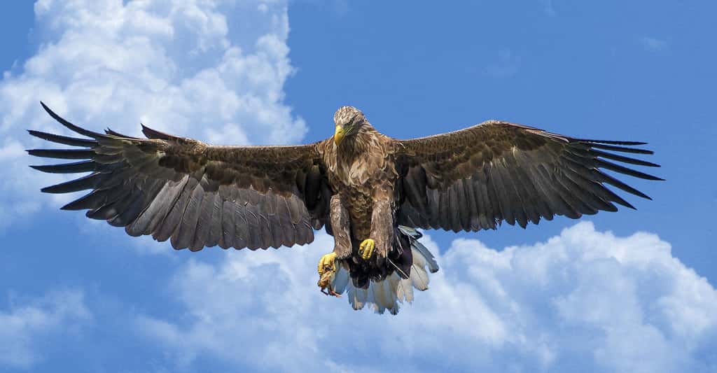 Les plumes des rapaces jouent un rôle essentiel pour le vol de ces animaux. Sur cette photo, on voit bien le plumage de l'aigle. © Morfar, DP