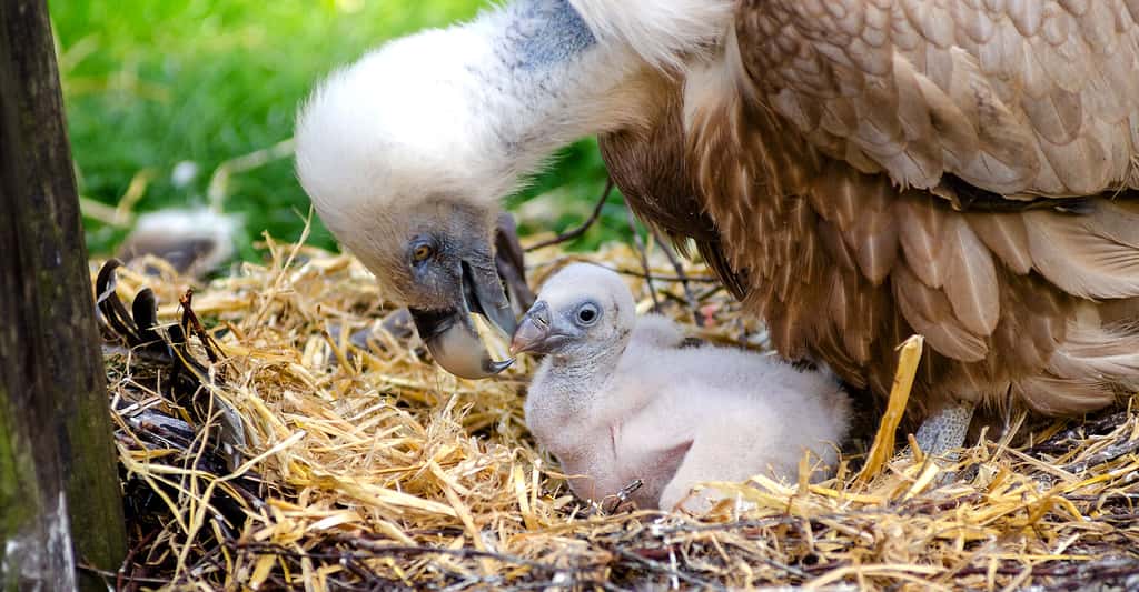 Que savons-nous de la reproduction des rapaces ? Ici, un vautour et son poussin. © Mathias Appel, DP
