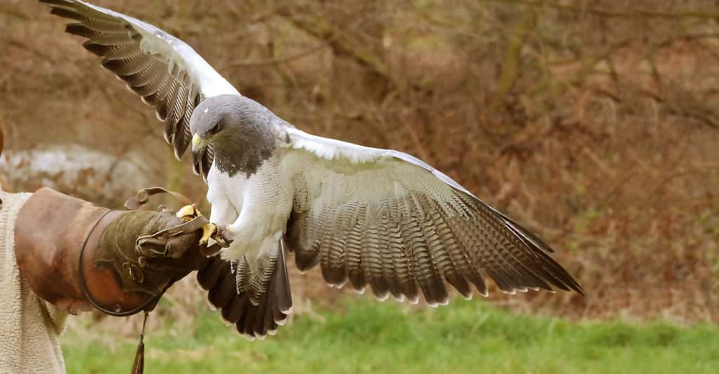 L'aigle et le faucon occupent une place particulière dans l'histoire de l'Homme. Ici, préparation pour l'envol d'un faucon. © Stevebidmead, DP