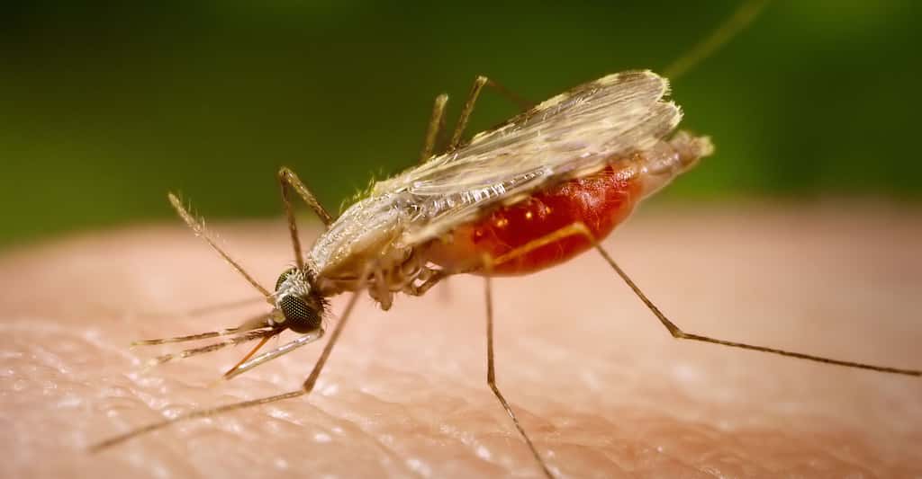 Maladies liées à l’eau : choléra, paludisme…