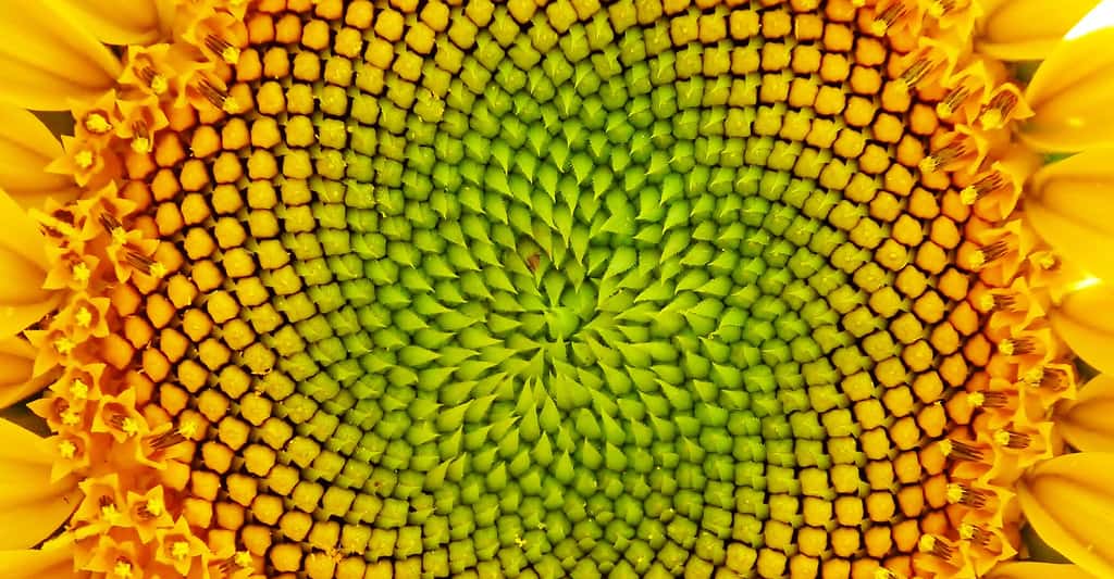 Cœur de tournesol, une organisation naturelle étonnante. © Ginette, CC by-nc 2.0