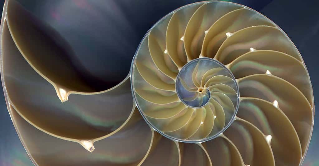 La coquille du nautile dessine une spirale logarithmique. © Domaine public