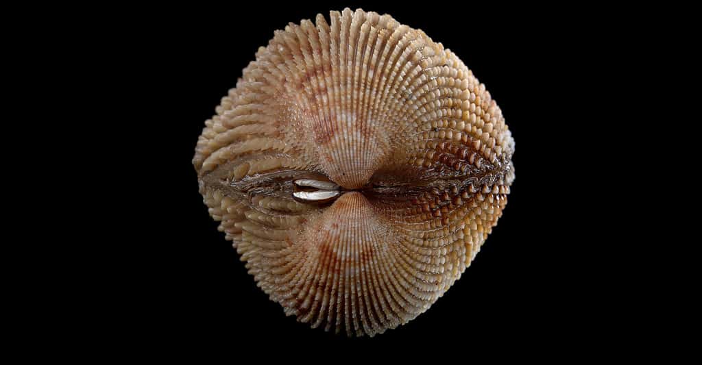 Les <em>Trachycardium</em> forment un genre de mollusques bivalves de la famille des Cardiidae. © Bathyporeia, Flickr, CC by-nc 2.0