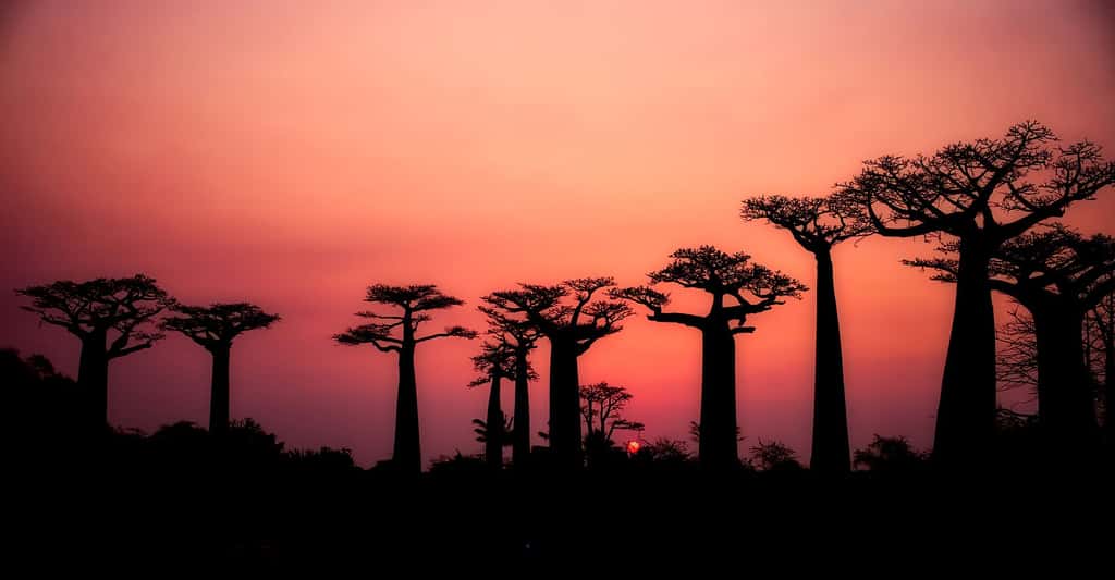 Le baobab, l'arbre pharmacien. © 12019, Pixabay, DP