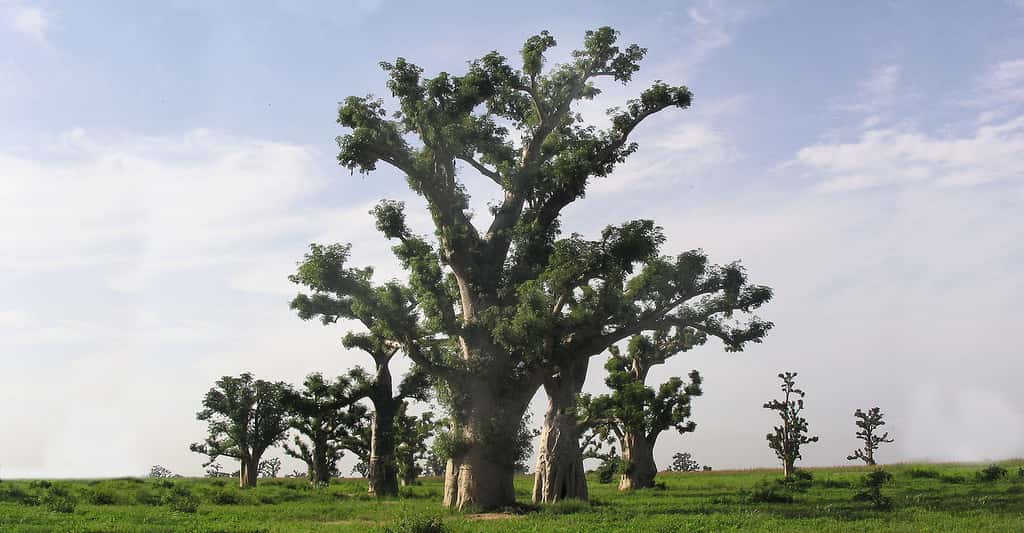 Forêt de baobabs au Sénégal. © Manuel Flury, <em>Wikimedia commons</em>, CC by-sa 3.0