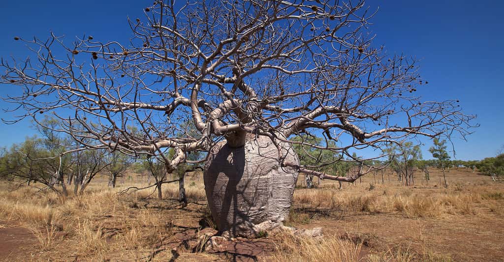 L'âge des baobabs
