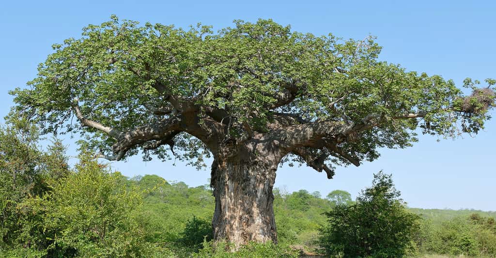 Baobab africain (Parc national Kruger, Afrique du Sud). © Bernard DUPONT, <em>Wikimedia commons,</em> CC by-sa 2.0