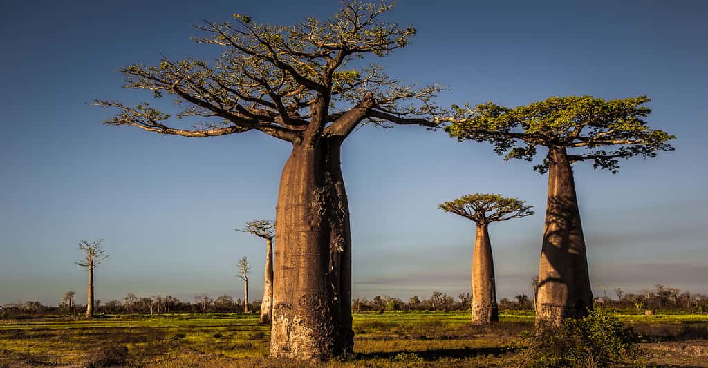 Avenue des Baobabs à Madagascar. © Ralph Kränzlein, Flickr, CC by-nc 2.0