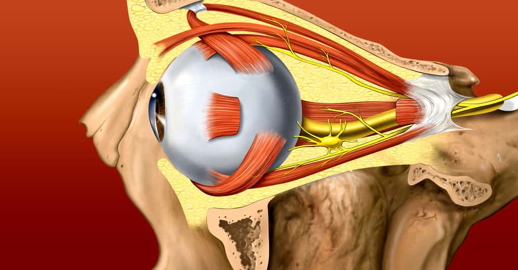 Vue latérale de l'œil. © Patrick J. Lynch, medical illustrator, Wikimedia commons, CC by 2.5