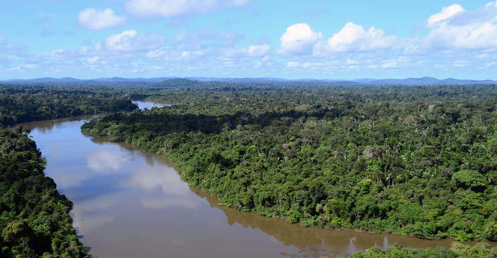 Vue sur le fleuve Amazone. © Ibama, <em>Wikimedia commons</em>, CC by 2.0