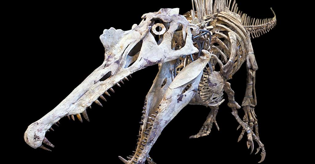 Grâce aux fossiles et à la datation relative, il est possible de retracer une échelle géologique.  Ici, <em>Spinosaurus aegyptiacus</em>. © Didier Descouens, CC by-nc 4.0