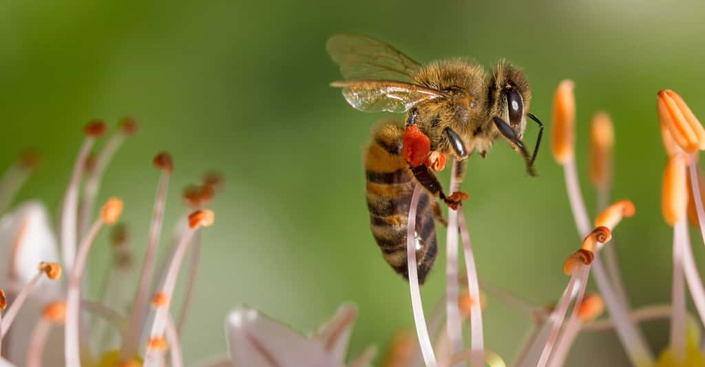 L'abeille, sentinelle écologique
