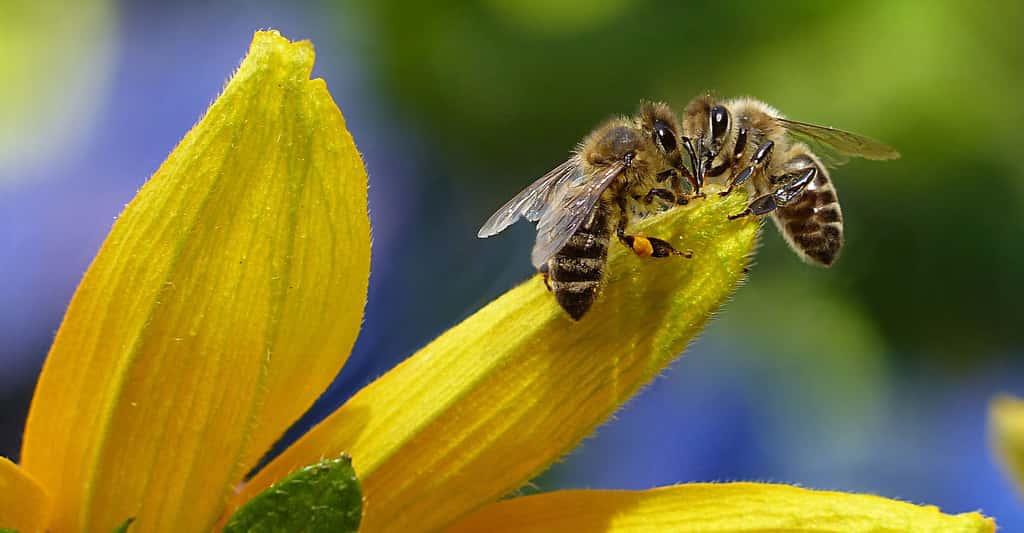 Comment fonctionne la communication chez les abeilles ? © Oldiefan, CCO