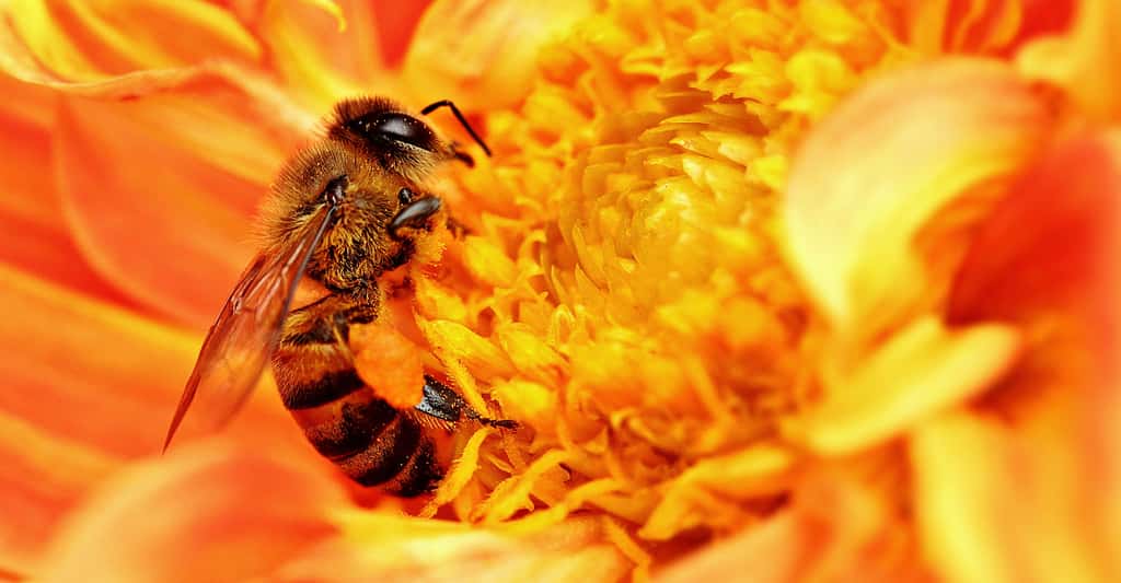 L'abeille africaine ou abeille tueuse