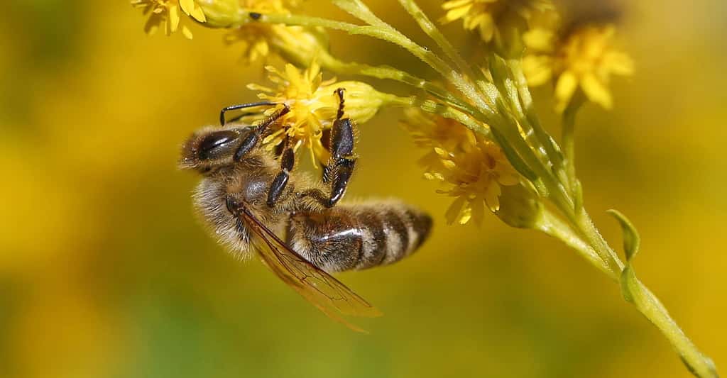 Protégeons les abeilles. © VhsPfaffenhofen, CCO