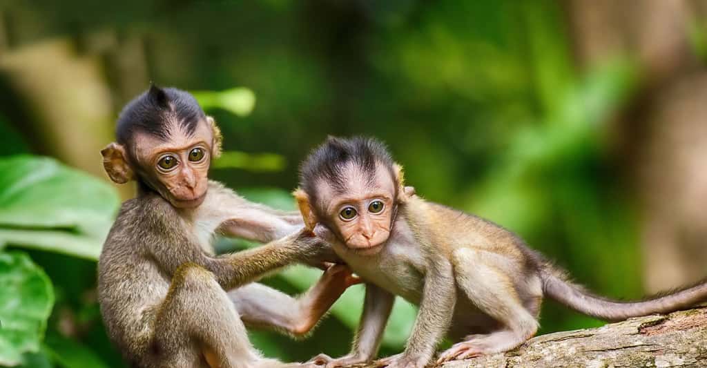Avant l'hominisation, il y a d'abord eu l'apparition des mammifères, puis celle des primates, puis celle des hominidés… Ici, deux petits singes. © TheDigitalArtist, Pixabay, DP