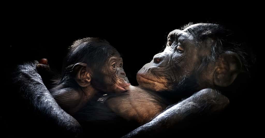 Livres sur les Hommes et les singes. Ici, femelle gorille et son petit. © GerMai, Pixabay, DP