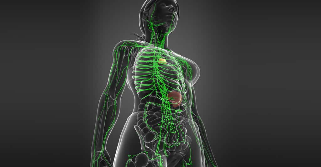 Comment fonctionne notre système immunitaire ? Ici, schéma du système lymphatique chez la femme. © S K Chavan, Shutterstock
