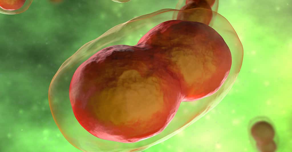 Cellules de la variole. © Decade3d - Anatomy online, Shutterstock