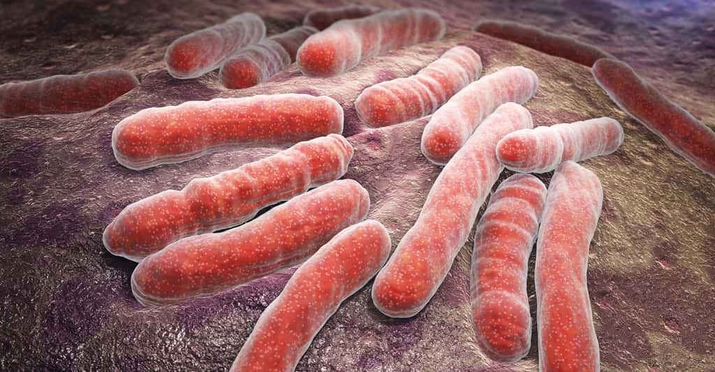 Le vaccin contre la tuberculose fut mis au point par Calmette et Guérin. Ici, <em>Mycobacterium tuberculosis.</em> © Tatiana Shepeleva, Shutterstock