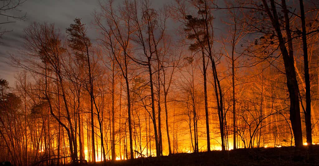 Incendie de forêt de nuit. © Jon Beard, Shutterstock 
