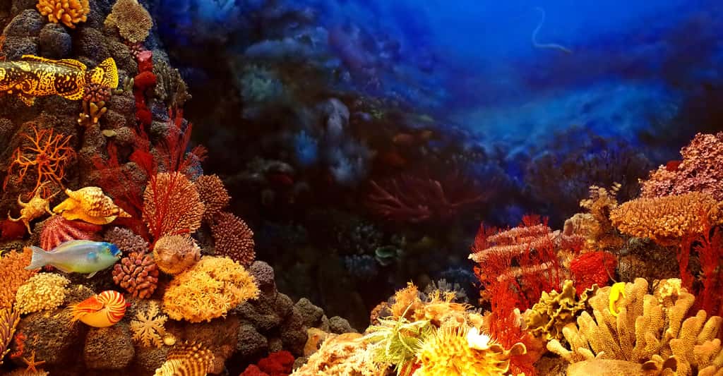 Coraux, récifs coralliens et climats du passé