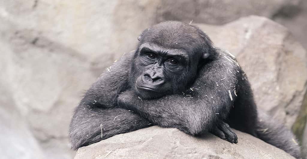 Notre proximité avec le gorille. © Éric Kilby, Wikimedia commons, CC by-sa 2.0
