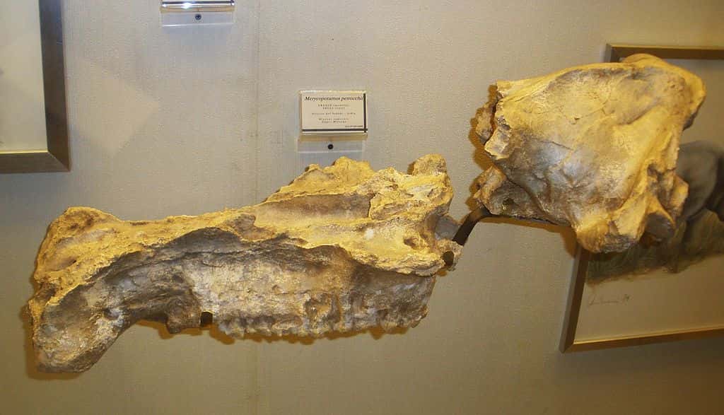 Fossile de <i>Libycosaurus petrocchii</i> (<i>Merycopotamus petrocchii</i>). © Ghedoghedo, Wikimedia commons, CC 3.0