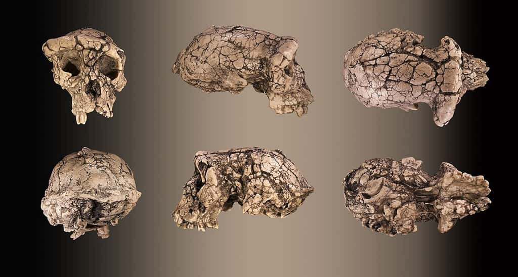 Moulage du crâne holotype non reconstruit de <em>Sahelanthropus tchadensis</em> TM 266-01-060-1, surnommé Toumaï. © Didier Descouens, <em>Wikimedia commons,</em> CC 4.0