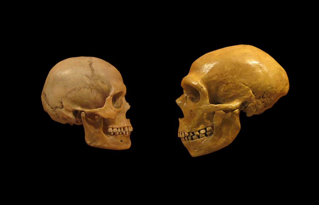 Crânes d'<i>Homo sapiens</i> (à gauche) et de Néandertalien (à droite). © DrMikeBaxter, wikimedia commons, CC 2.0