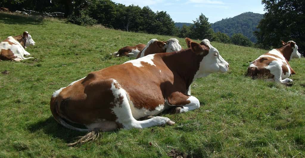 Paisibles vaches de race montbéliarde. © Eponimm, CC by-sa 3.0