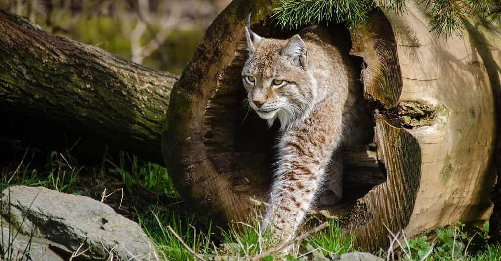 Le lynx est un animal qui a été réintroduit en Lorraine en 1983. © Skeeze, DP