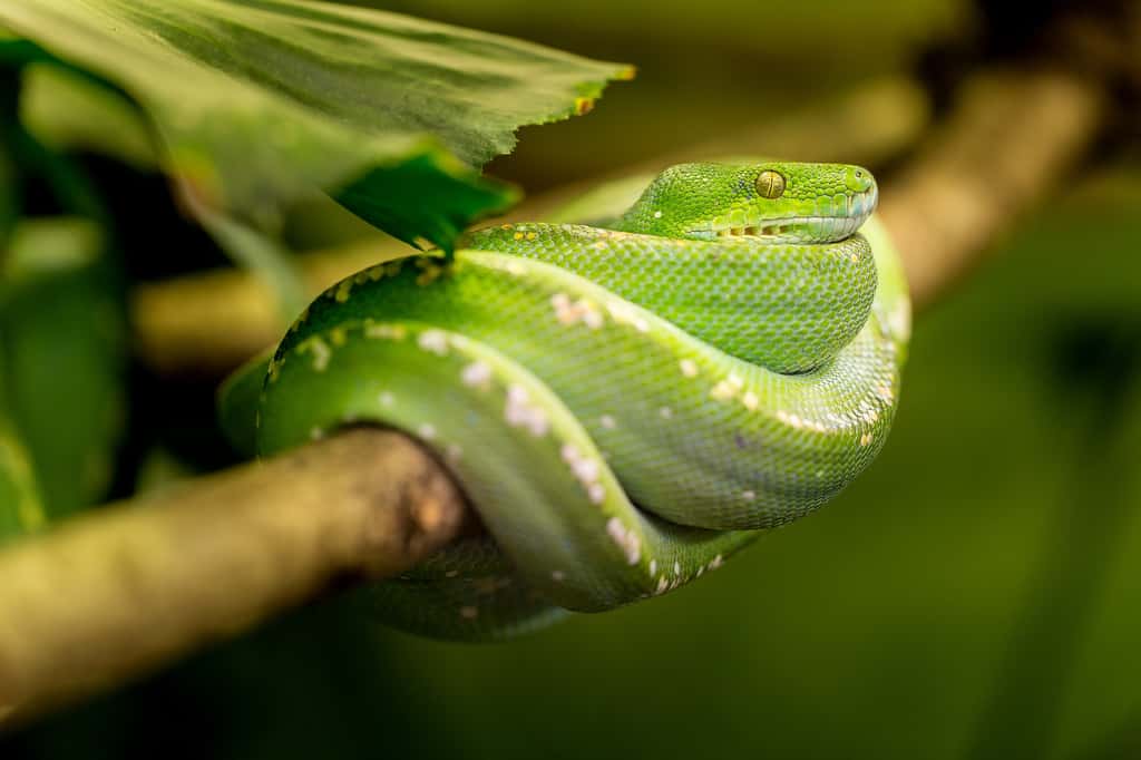 Les morsures de serpent surviennent surtout en milieu rural et principalement dans les pays tropicaux. © SeppH, Pixabay, DP 