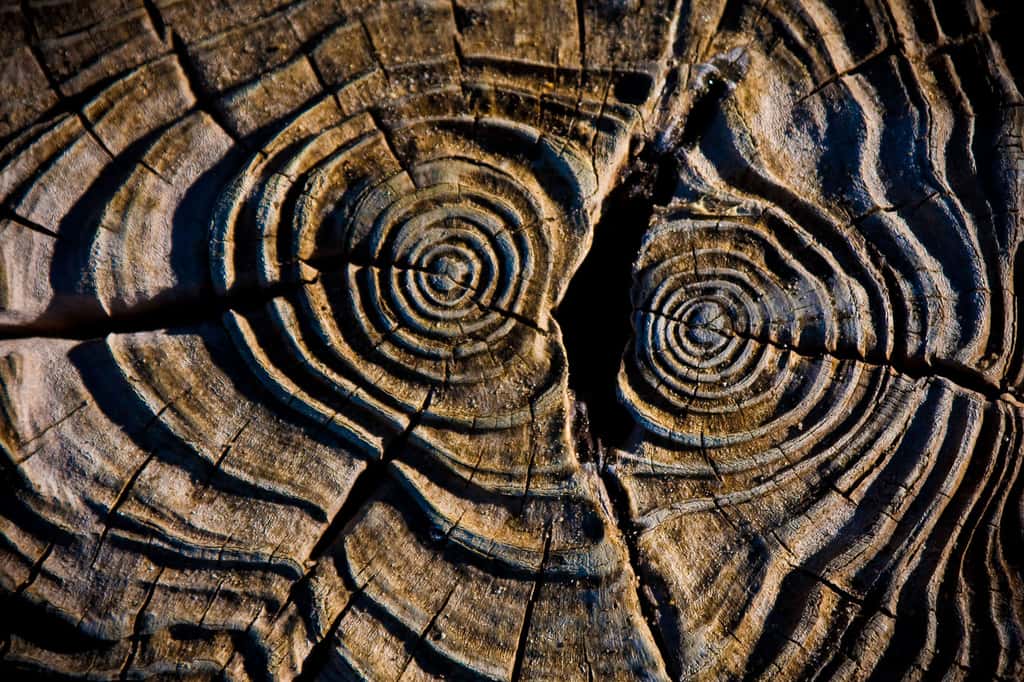 Coupe transversale d'un tronc d'arbre. © Garry Knight,<em> Wikimedia commons</em>, CC 2.0