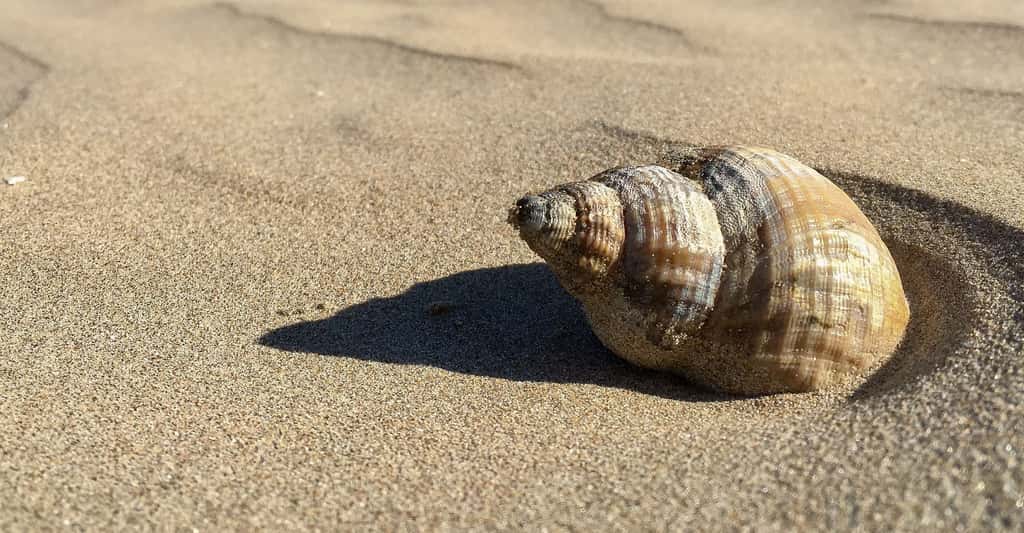 Conque, un mollusque à grande coquille bivalve. © LawriePhipps, Pixabay, DP 