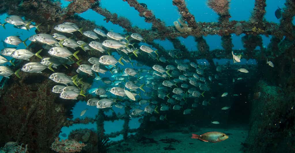 Exemple de récif artificiel abritant des bancs de poissons. © Leonardogo fotolianzalez, Fotolia