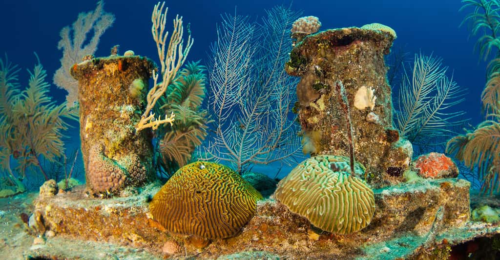 Récifs artificiels. © Rrew, Fotolia