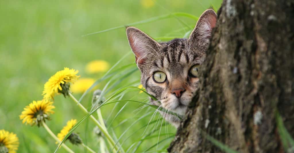 Le chat, un animal fascinant. © Azalea Lady, Pixabay, DP