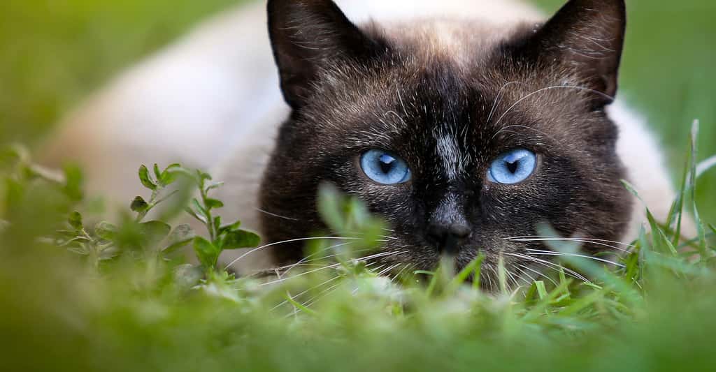 Gros plan sur les yeux fascinants du chat Siamois. © Klimkin, Pixabay, DP
