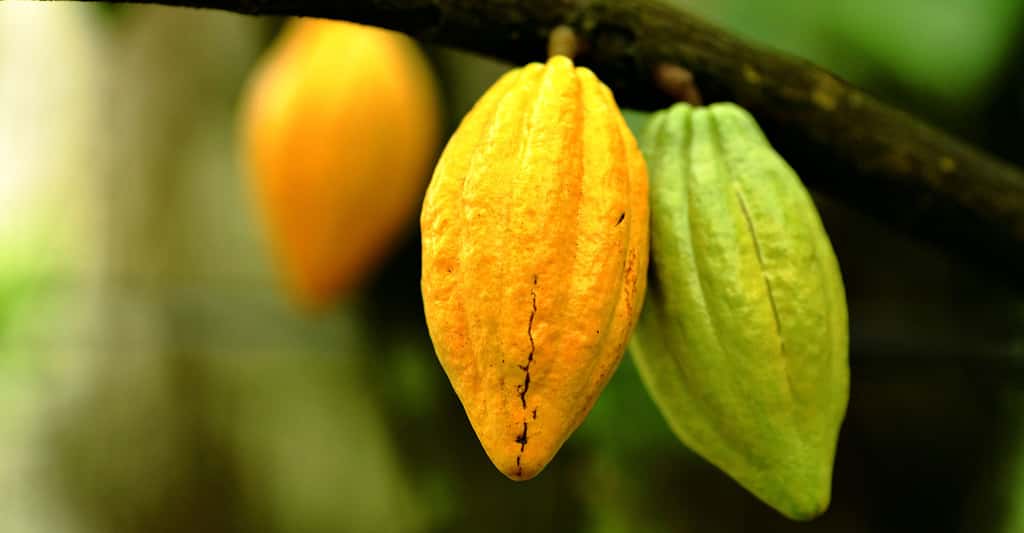 Cacao : génétique, culture, récolte