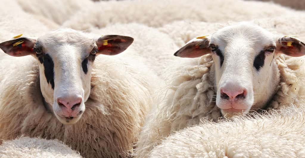 Poil animal exemple : le poil à laine