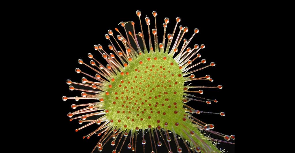 Un exemple de trichome secrétant chez une plante carnivore, la drosera.© Petr Dlouhý, <em>Wikimedia commons</em>, CC by-sa 3.0