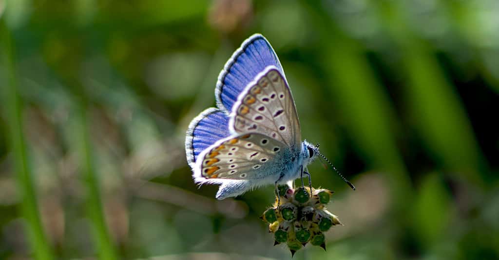 Un papillon bleu : Maculinea, l’Azuré