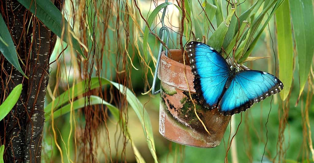 Un autre papillon bleu : le Morpho bleu