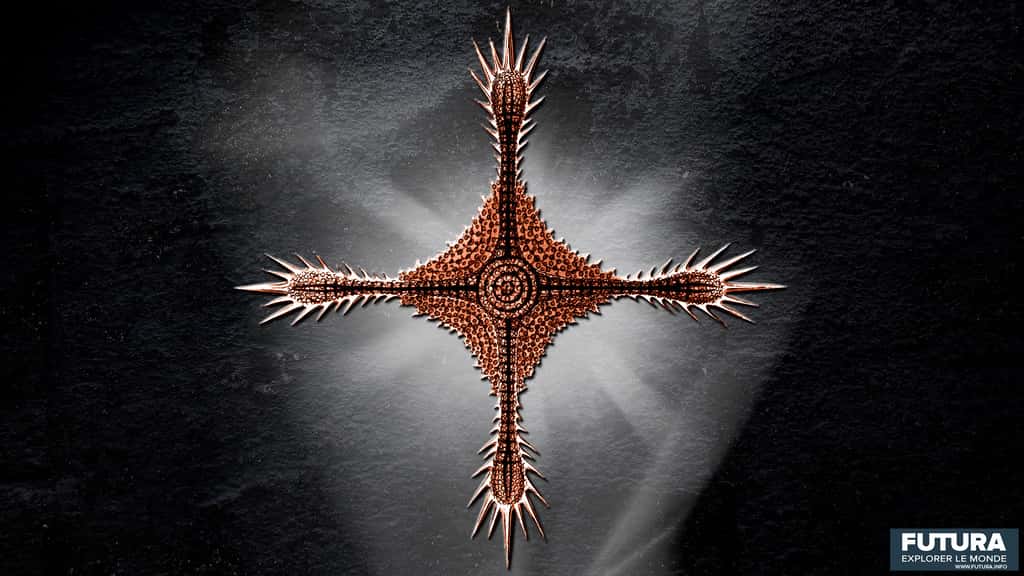 <em>Histiastrum Boseanum. </em>© Ernst Haeckel, Wikimedia commons, DP