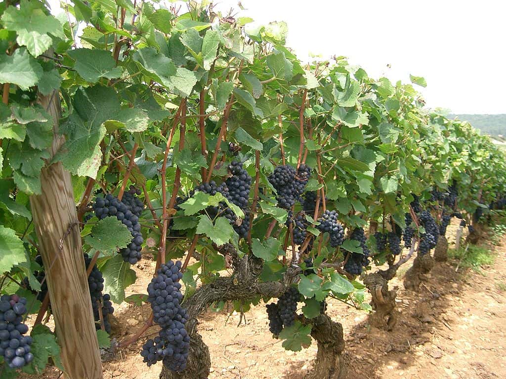 Vignes de pinot noir. © PRA, <em>wikimedia commons</em>, CC 3.0 