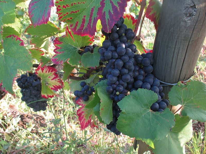 Les vignes avec ses feuilles aux couleurs si particulières. © Arnaud 25, <em>wikimedia commons</em>, CC 4.0