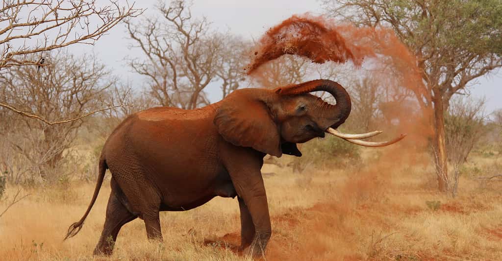 L'éléphant, le plus grand animal terrestre. © Kikatani - Domaine public 