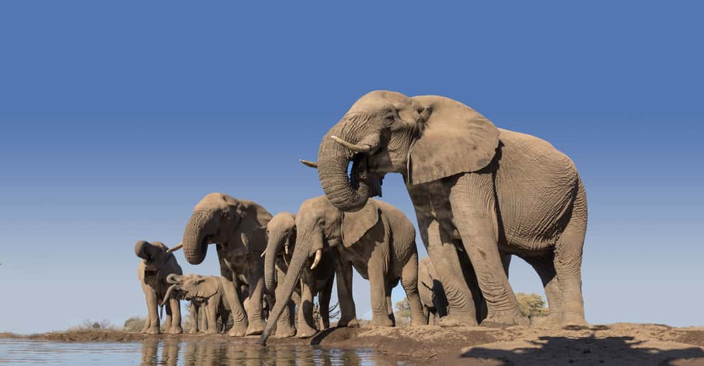 Troupeau d'éléphants <em>Loxodonta africana</em>. © Mark Dumbleton, Shutterstock